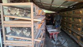  BUMDes Raharjo Plembutan Terima 4.000 Ekor Puyuh Petelur untuk Unit Usaha Ketahanan Pangan